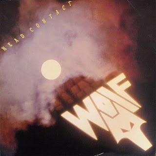 Wolf (16) - Head Contact